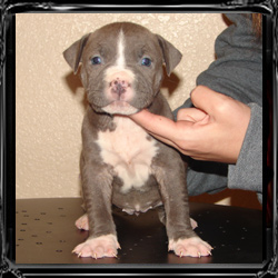 los angeles breeders