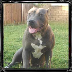 DOB 07-01-05, Athena is so wonderful. As you can see she is a pretty large female. With all the qualities of a male pit going for her, her genuine good heart and wonderful temperment let you know just how kind and wonderful this dog is. She has a huge chest and amazing rear. She is also extremely athletic. Ms. Athena already tries to hit our spring pole. (Got to see it to believe). 