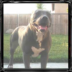 maximus and athena's produced