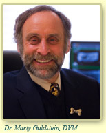 dr. marty goldstein