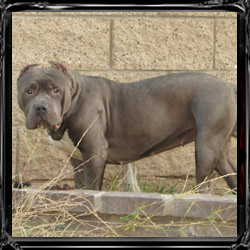 collars for sale georgia