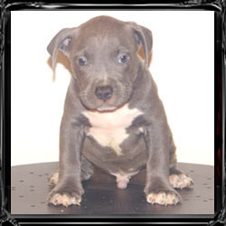 american pitbull terrier