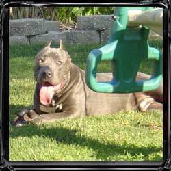 pennsylvania finest kennels