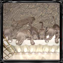 american pitbull terriers